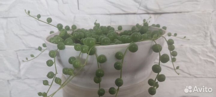 Продам цветы комнатные (крестовник )