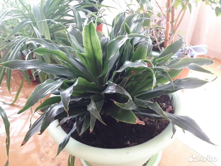 Фиалка и другие цветы