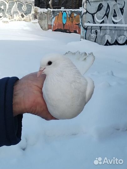 Николаевские голуби