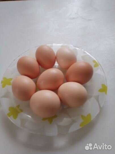 Домашние куриные яйца