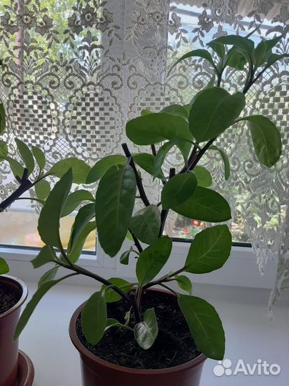 Джинура листья бога