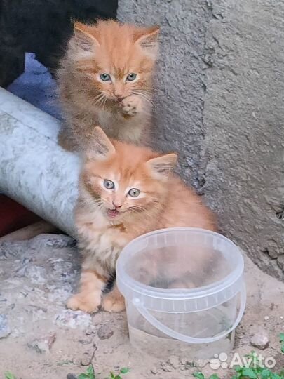 Отдам в хорошие руки котенка