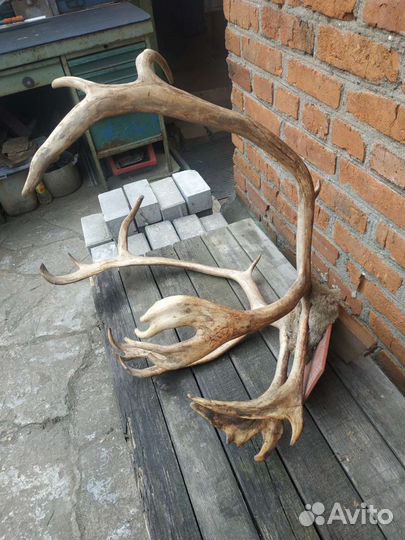 Оленьи рога