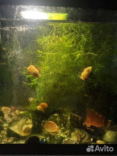 Улитки аквариумные ампулярии