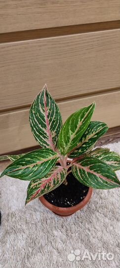 Аглаонема отросток