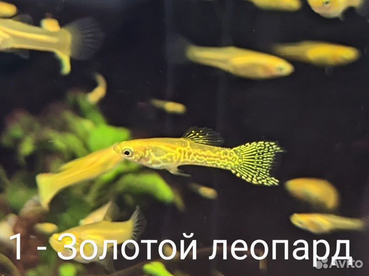 Гуппи эндлера