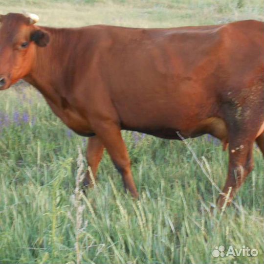 Корова с бычком