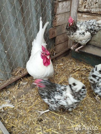 Инкубационное яйцо