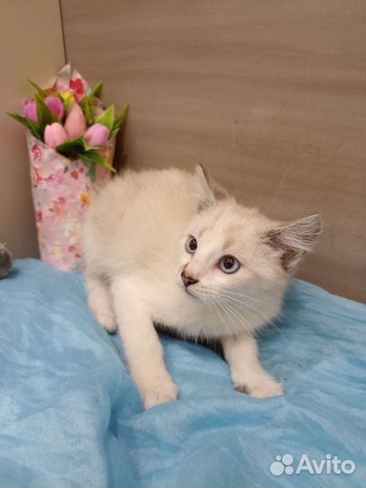 Котенок в добрые руки