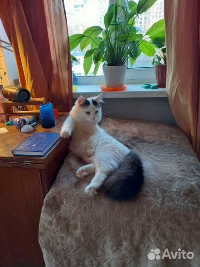 Кот на вязку (с опытом)