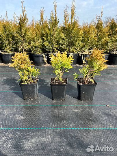 Туя западная Даника, Смарагд и Мириам