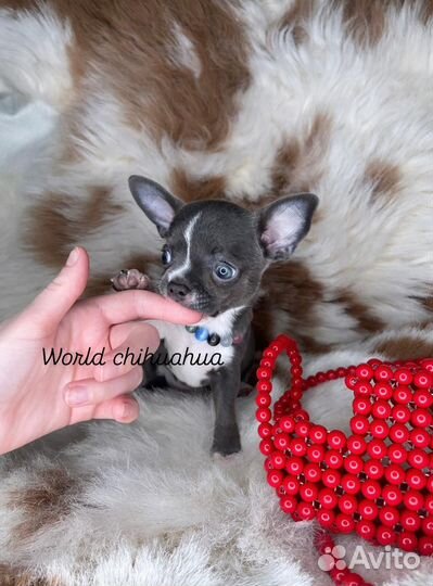 Шикарная Мини Девочка