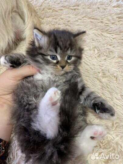 Сибирские котята питомник