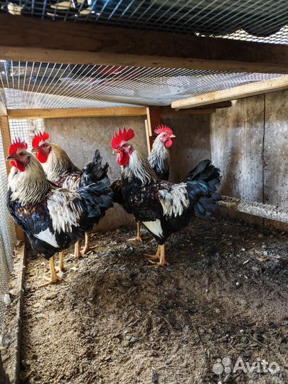 Молодые петухи
