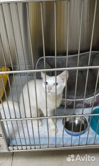 Кошка с голубыми глазами