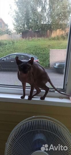 Сфинкс Эльф приглашает на вязку