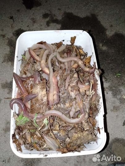 Черви выползки