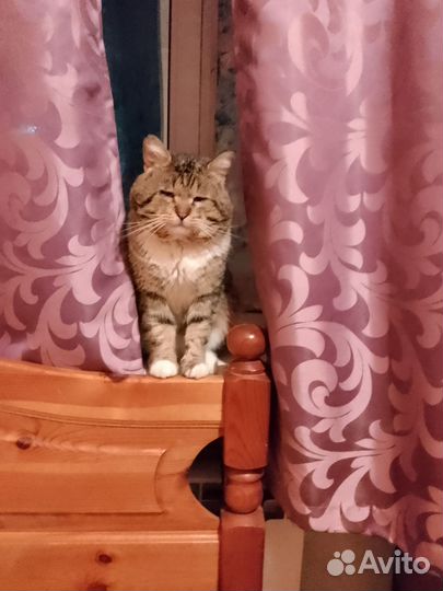 Котики бесплатно