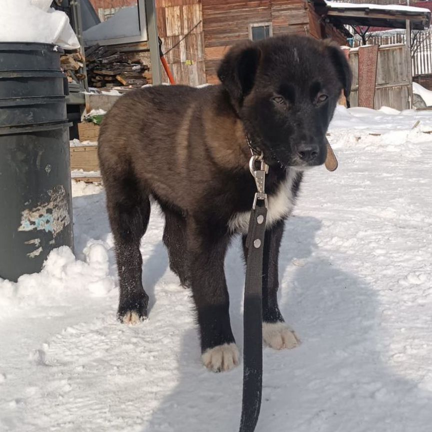 Щенок в добрые руки бесплатно мальчик