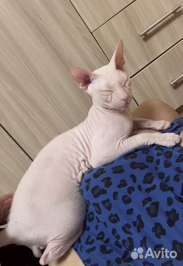 Продам Сфинкса