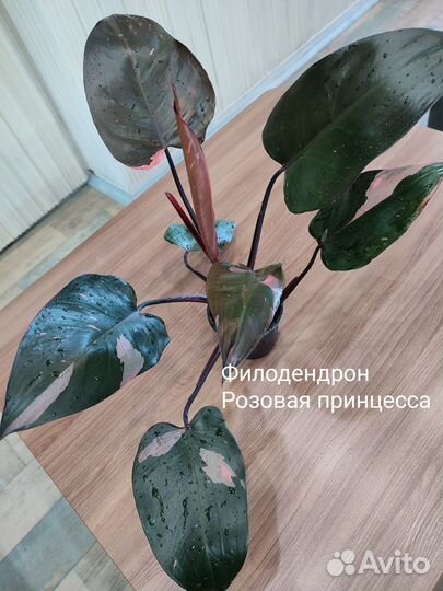 Комнатные цветы
