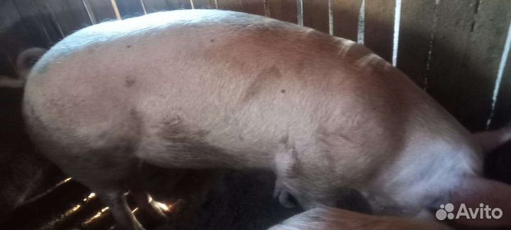 Поросенок ландрас