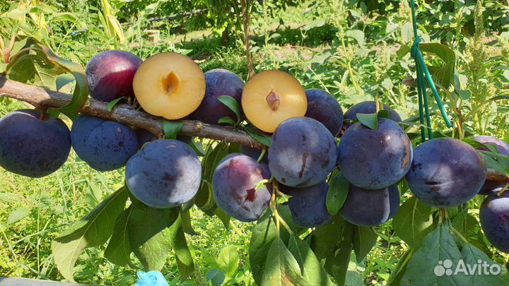 Саженцы диплоидной сливы оптом