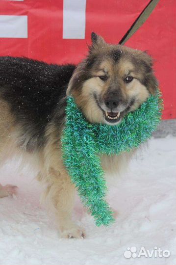 В самые добрые руки