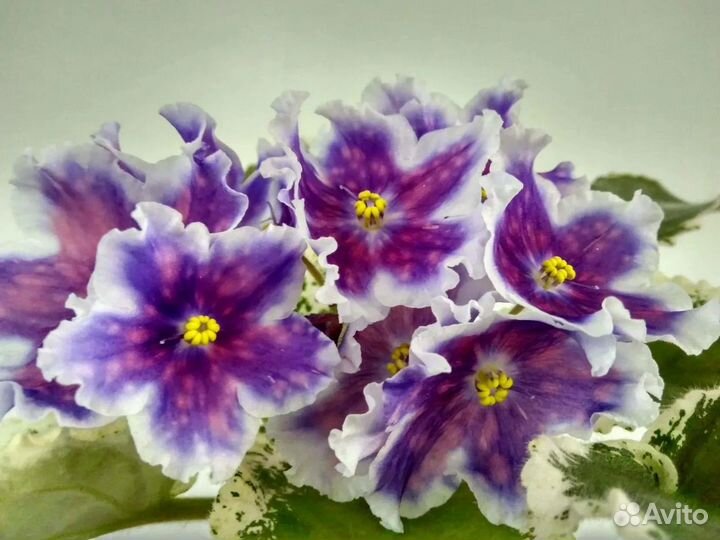 Листочки фиалок прекрасных сортов