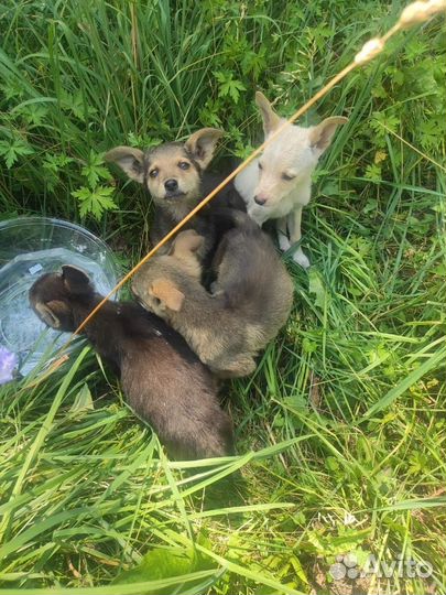 Спасите щенков