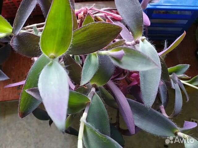 Традесканция фиолетовая кордилина