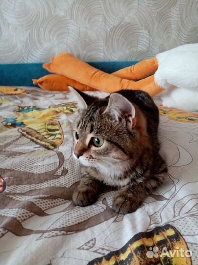 Кошка