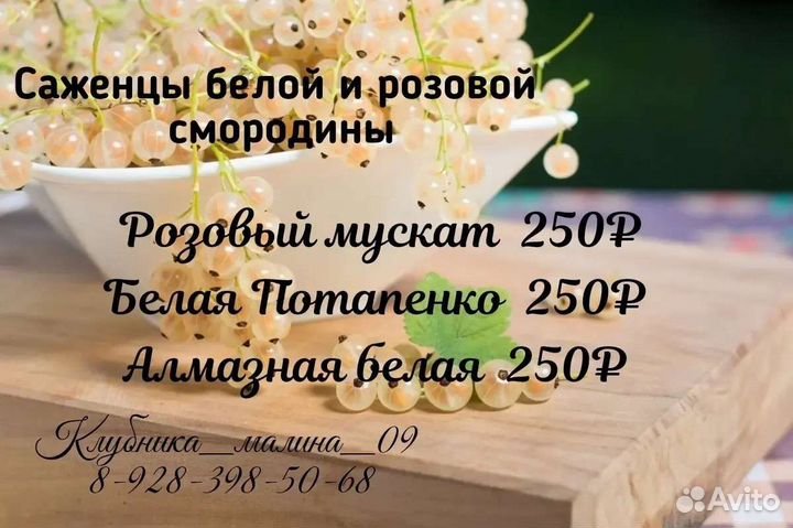 Саженцы малины, ежевики,клюквы,голубики