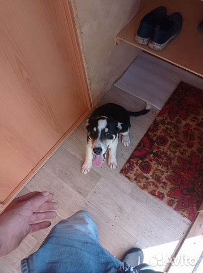 Отдаëтся в добрые руки бесплатно