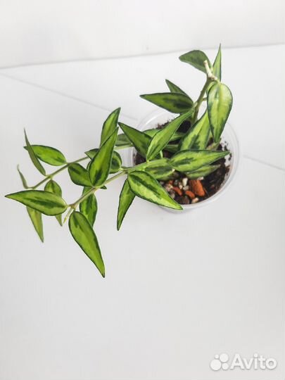 Хойи разные