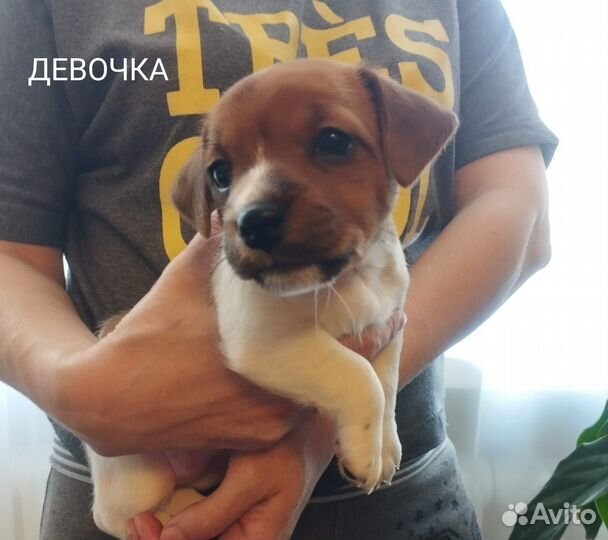 Щенки джек Рассел терьер
