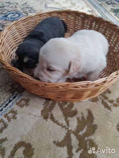 Отдам в добрые руки щенков