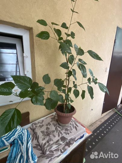 Гибискус(китайская роза)