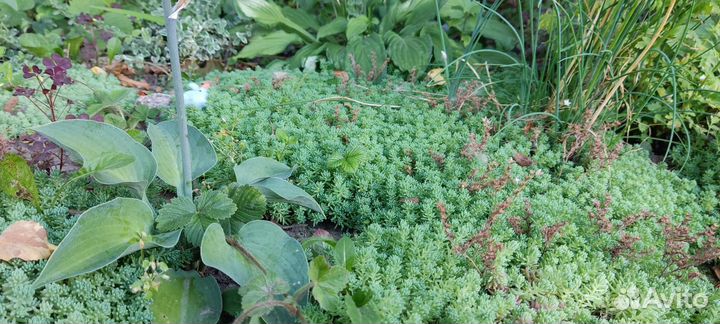 Почвопокровное, малина Абрикосовая