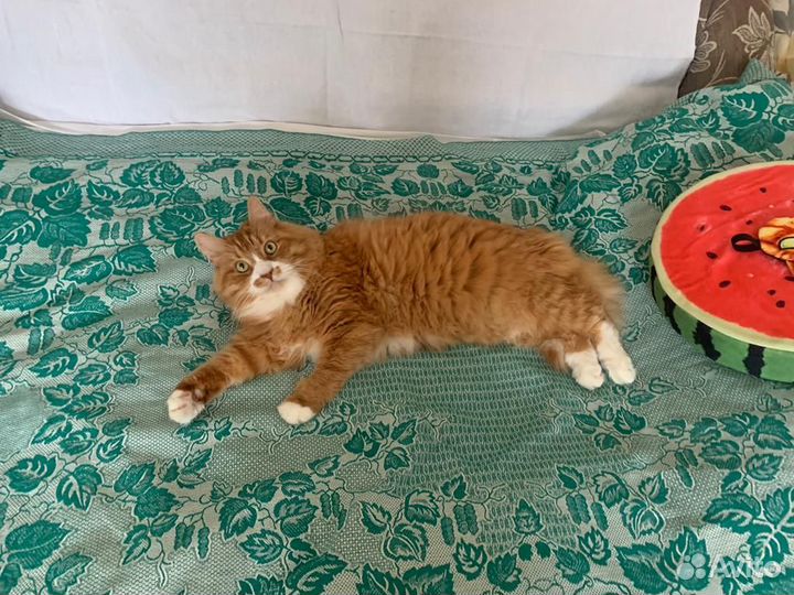 Передержка собак и кошек