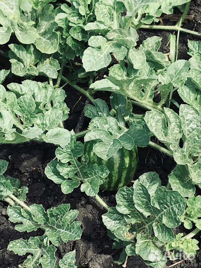 Семена Арбуза и дыни