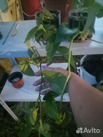 Комнатные цветы рассада лилии гвоздики многолет