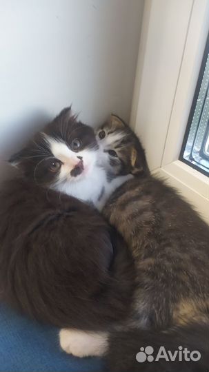 Вислоухие котята