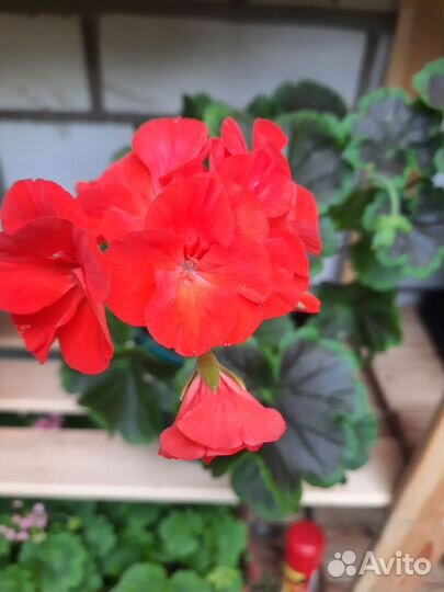 Пеларгония герань