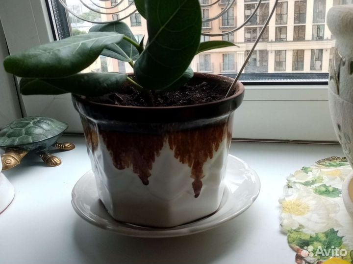 Фикус в керамическом горшке