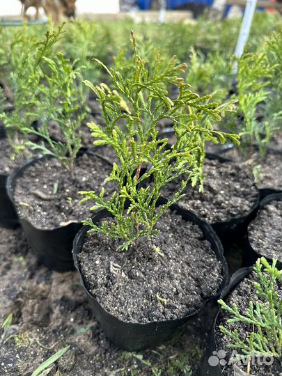 Туя смарагд