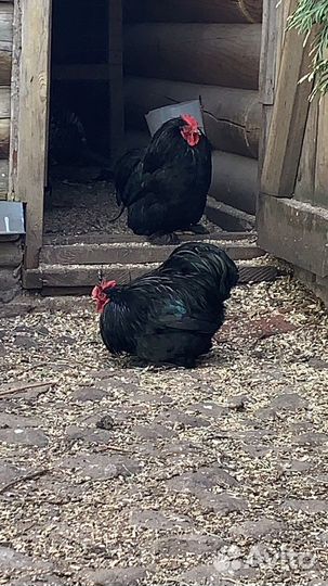 Инкубационное яйцо