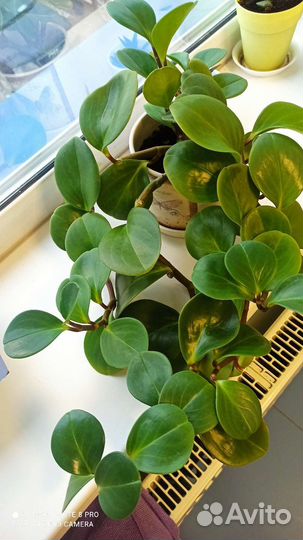 Пеперомия перескиелистная, россо и туполистная