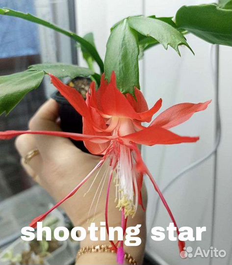 Сортовые Шлюмбергеры (декабристы)