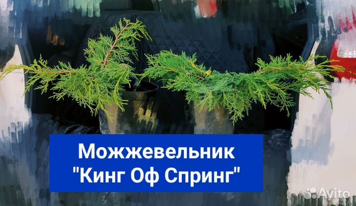 Можжевельник 